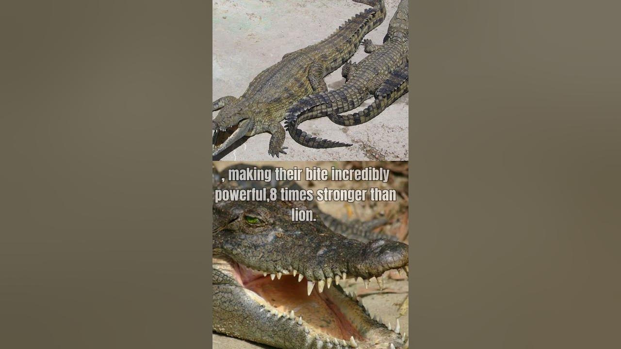Predators unleashed the terrifying bite force of crocodiles crocodile