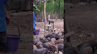 ผู้บ่าวเลี้ยงหมู #pigfeed #animals #farmlife #pig #farm #farming #บ้านทับตะวัน