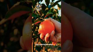 Fresh Orange Picking &amp; Cutting ASMR 🍊🔪 Relaxing Nature Sounds ! #asmr #relax #deepsleep #shorts