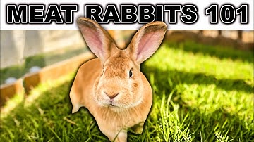 HOW TO RAISE MEAT RABBITS (for beginners) | Homestead Meat Rabbits Breeds Setup Colony Breeding