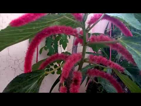 Video: Chenille Plant Info - Chenille Red Hot Cattailsin hoito