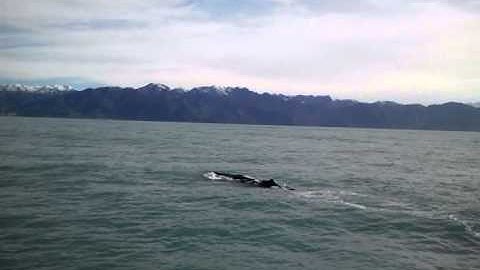 Potvis duikt onder (Nieuw-Zeeland)