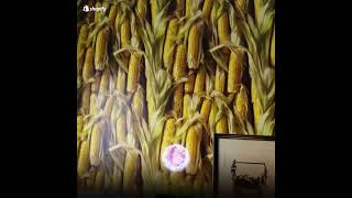 Shopify AR experiment GENIE with generative AI