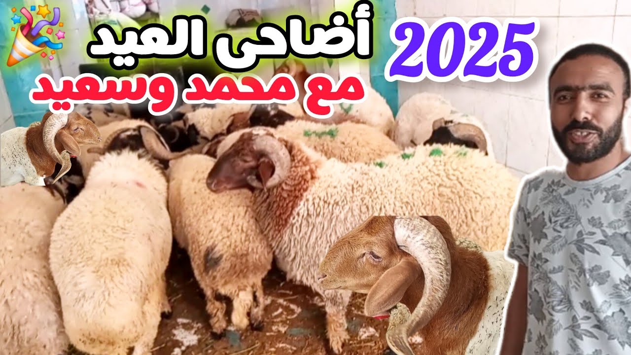 أضاحى العيد وأسعار 2025 سوق الميدان المنشية بالإسكندرية، أفضل نوع خروف لو أول مرة تضحى 🐏✨