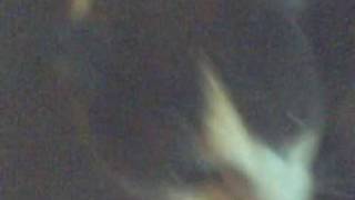 Funny Cats Best Cat Video-Vampire Cat - Vampire Kitty