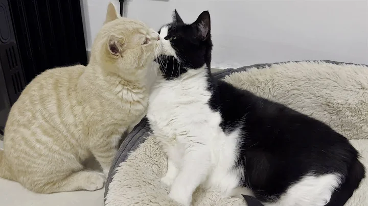 Video 1622131: white domestic shorthair male, lilac british, cat adorable kitten