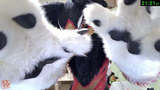 【Fursuit/獣化#150】水曜のもふもふタイム🐶🐾【ジュージュー/JuuJuu】#fursuit #獣化 #live