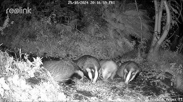 Badger clan line up for their supper British UK wildlife reolink cctv