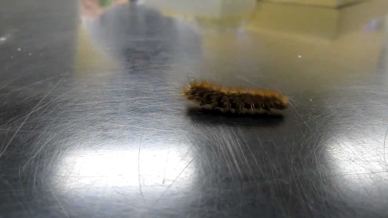 Caterpillar sprint