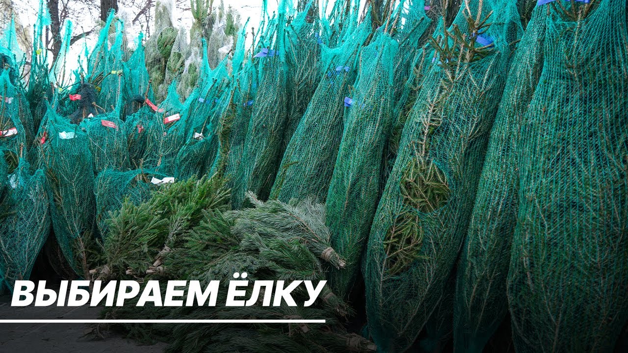 Елочные базары открываются в Москве. Как выбрать лучшую елку на Новый год?