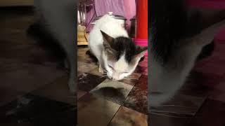 Kumaen na naman si Mai-Mai sa kanyang paboritong Snack! 😊 #funnycats #catvideos