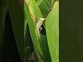 Grass Hopper🦗#video #anime #cute #pakistan #plants #funny #video #views #baby #reels #cutebaby #new