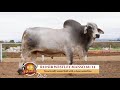 R10 & Nedibest Brahman Auction (Best of the Best 2018)