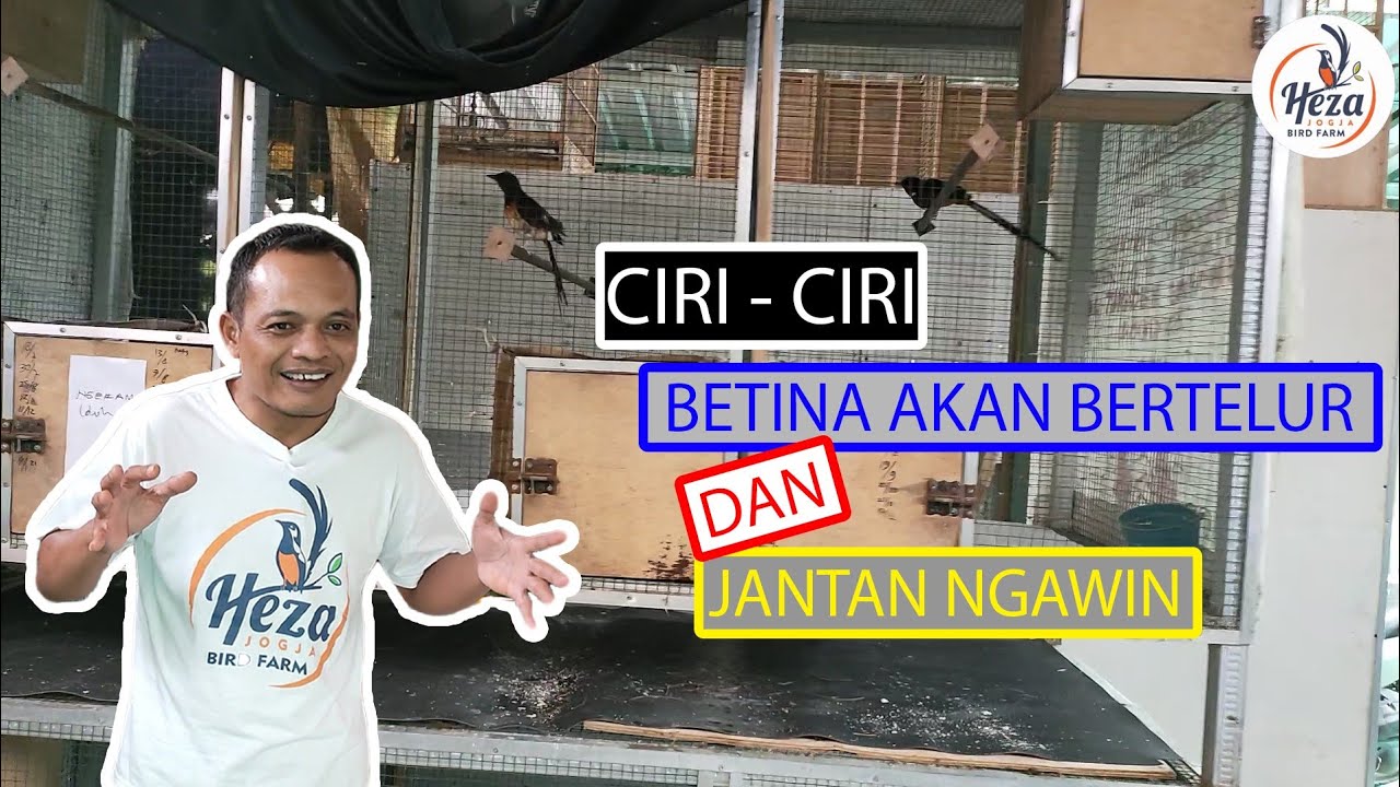 CIRI CIRI BETINA MAU NELUR DAN JANTAN NGAWIN