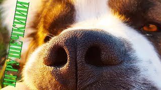 Люблю игрушечки! DogVlog. Говорящая собака. Московская сторожевая Булат Люблю игрушечки! DogVlog. Говорящая собака. Московская сторожевая Булат