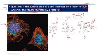 Chapter 4  section 2 Eukaryotic cell structure and function