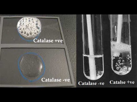 Video: I batteri anaerobici richiedono la catalasi?