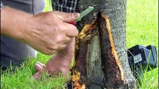 What is bacterial canker?