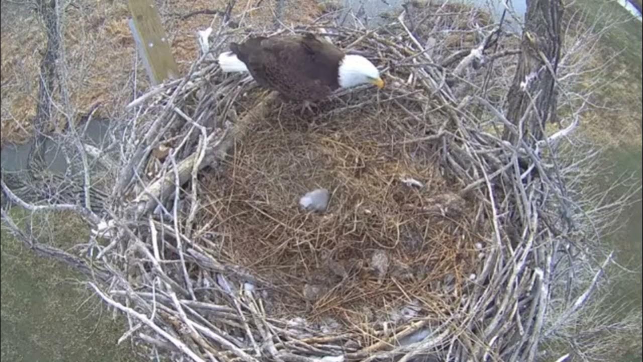 xcel-energy-fstv-eagle-nest-cutie-pie-eaglet-wing-flaps-while-parent