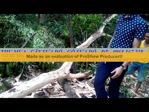Video Cận cảnh quy trình mổ xẻ cây Gỗ Sưa tiền tỷ - youtube