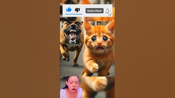 Mèo con bị bỏ rơi #cats #cat #chatgpt #funny #ai #animals #aiimages #cute #cartoon #spiderman