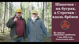 Шапочки  - на буграх,  а Строчки - вдоль брёвен. &quot;Дневник грибника&quot; 7 мая 2023 года