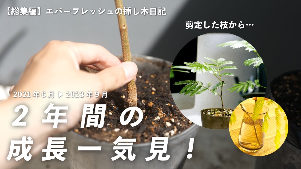 【2年成長一気見】エバーフレッシュの挿し木（1日目〜840日目）