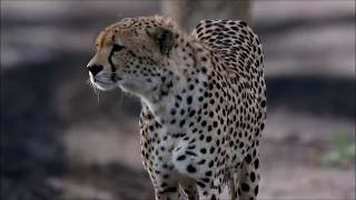 Extinction Au Kenya
