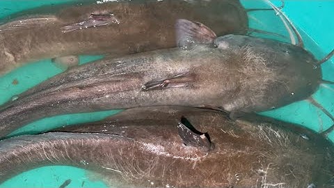 Giăng câu cá ngát về kho nghệ món ngon miệt sông nước | Cù Lao Dung Vlogs #378