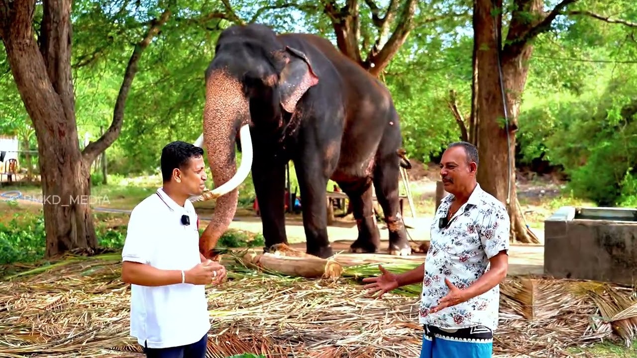 මව්බිමේ වාසනාව කතරගම වාසනා ❤️  #kataragamadewalaya #kataragamawasana