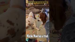 They’re mine now. #lifewithdogs  #bassethound #doggielife