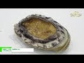 [第21回 ジャパン・インターナショナル・シーフードショー] 韓国ワンド産「活蝦夷あわび」 - 日本活魚株式会社
