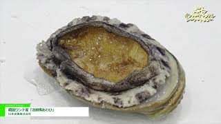 [第21回 ジャパン・インターナショナル・シーフードショー] 韓国ワンド産「活蝦夷あわび」 - 日本活魚株式会社