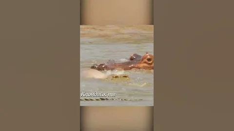 Крокодилы напали и съели бегемотика.