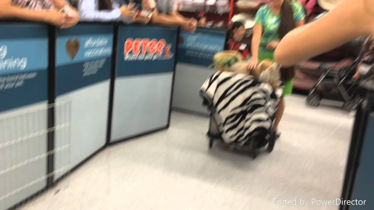 Kissimmee Petco Halloween contest YouTube