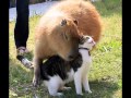 風のささやき ポールモーリア