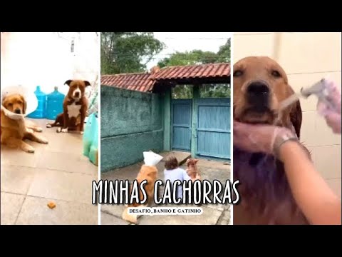 Minhas Cachorras - Desafio, Banho e Gatinho no telhado #goldenretriever #pitbull