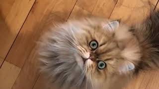 Meow Moe on X: Angry Persian Cat Meowing  #Cats #Cat #Kittens