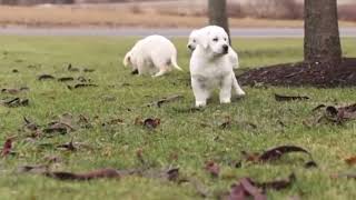 Labrador Retriever Puppies