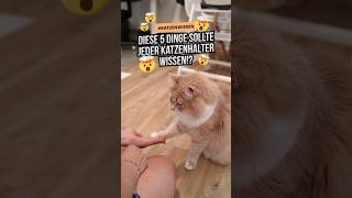 5 Dinge die JEDER Katzenhalter wissen sollte! 😱😻🤯 #katzenliebe #katzenaufyoutube #katze #katzenleben