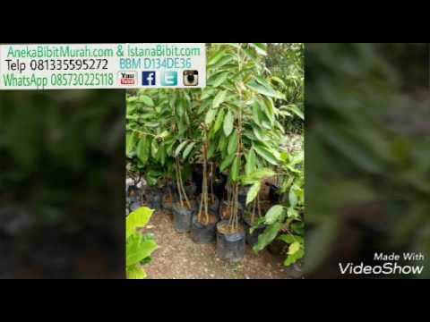 Jual bibit durian montong kaki ganda harga murah 0813 3559