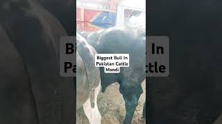 Biggest Bull In Pakistan Cattle Mandi (#viralshortsvedio#subscribe #vlogs #bakramandi