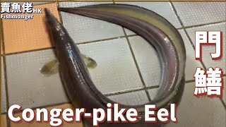 生劏青門鱔  Conger-Pike Eel【賣魚佬 OH! Seafood HK】｜西環魚王