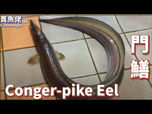 生劏青門鱔  Conger-Pike Eel【賣魚佬 OH! Seafood HK】｜西環魚王