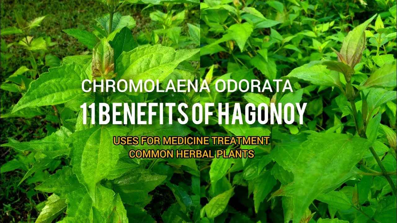 11 Benefits Of Hagonoy Plant meltv YouTube