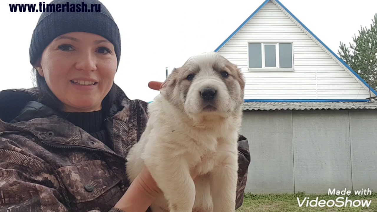 Свободные щенки в питомнике Тимерташ Помету Я ровно месяц, помету Ю 1.5 ...