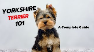 Yorkshire Terrier-101  Everything You Need To Know