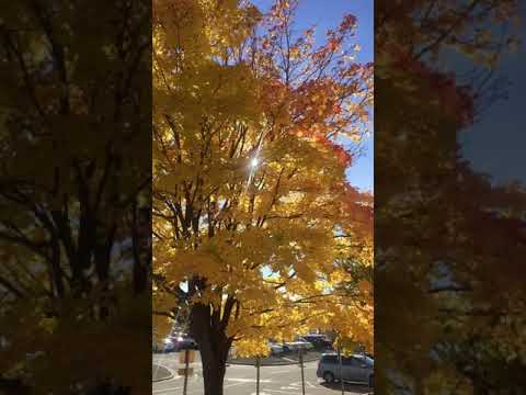 Maple - YouTube