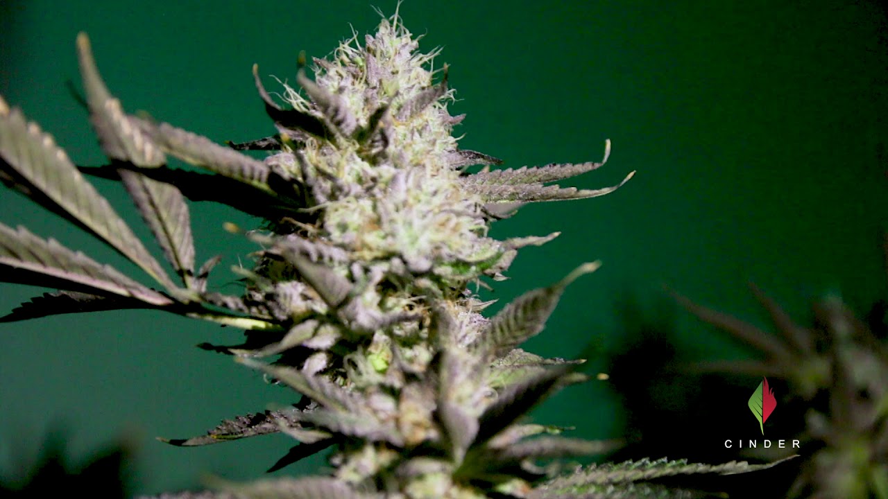 Weed Farm Tour | Kudu Pharms