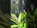 #zoo #reptiles #terrarium #terrakultur #chameleon #animals #furciferlateralis #reptiles
